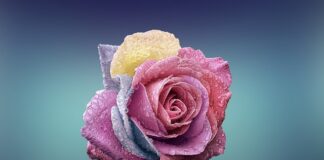 Jak zrobić róże na tort?