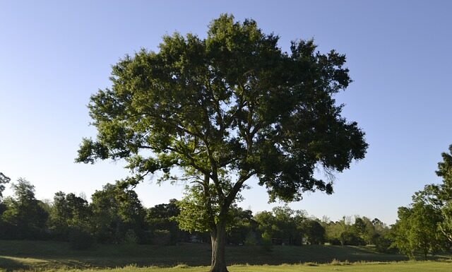 Czy kapok unosi na wodzie? Czy kapok unosi na wodzie?